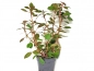 Preview: Kleine tiefrote Ludwigie - Ludwigia sp. mini Red